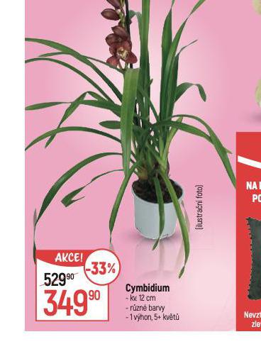 CYMBIDIUM