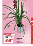 CYMBIDIUM