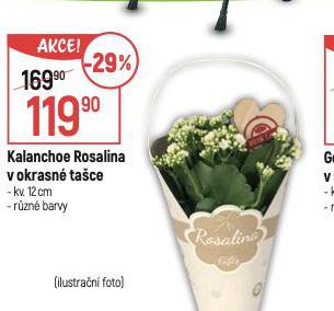 KALANCHOE ROSALINA V OKRASN TACE