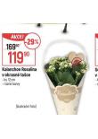 KALANCHOE ROSALINA V OKRASN TACE