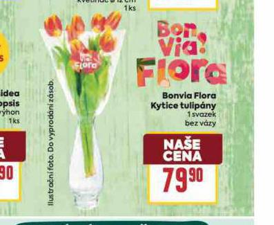 KYTICDE TULIPNY