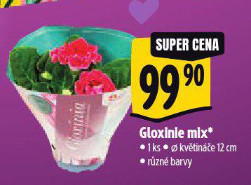 GLOXINIE MIX