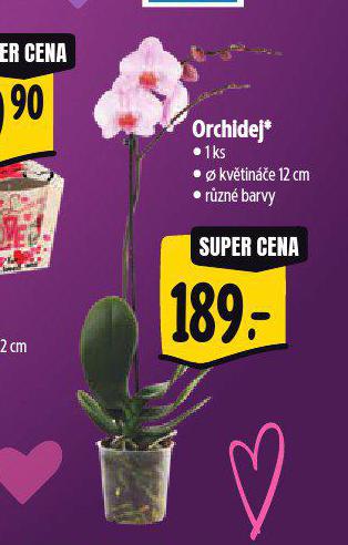 ORCHIDEJ