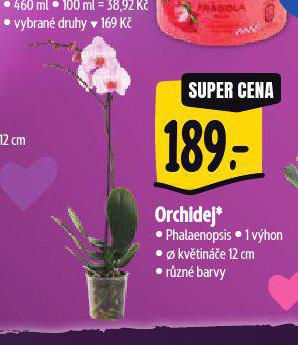 ORCHIDEJ