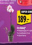 ORCHIDEJ