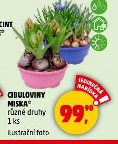 CIBULOVINY MISKA