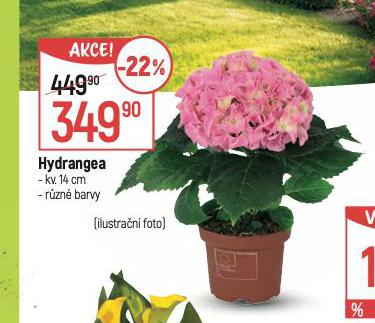 HYDRANGEA