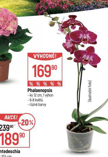 PHALAENOPSIS