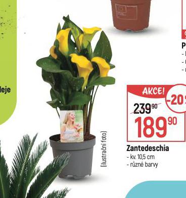 ZANTEDESCHIA