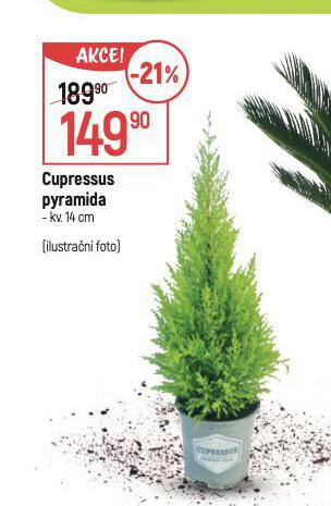 CUPRESSUS PYRAMIDA