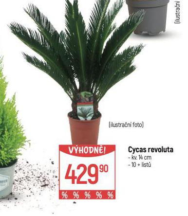 CYCAS REVOLUTA