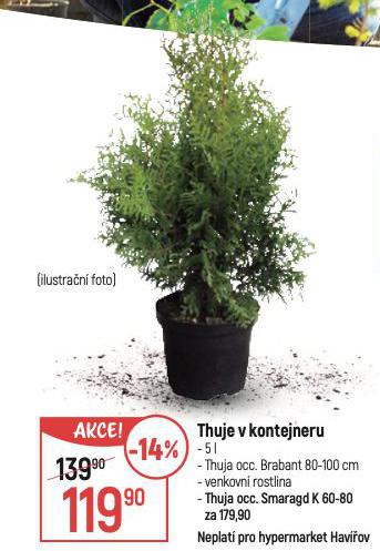 THUJE V KONTEJNERU