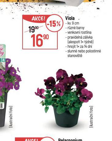 VIOLA