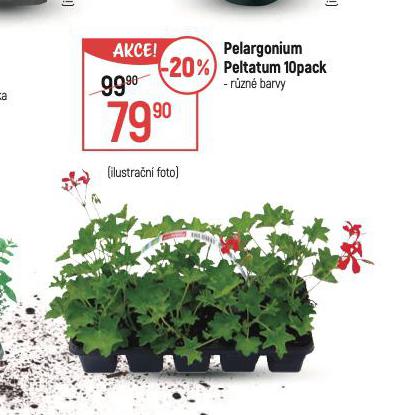 PELAGRONIUM PELTATUM