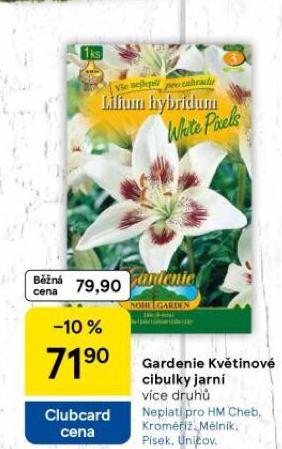 GARDENIE KVTINOV CIBULKY JARN