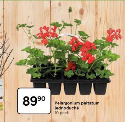 PELARGONIUM PELTATUM JEDNODUCH