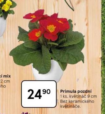 PRIMULA POZDN