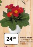 PRIMULA POZDN