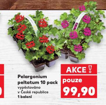PELARGONIUM PELTATUM