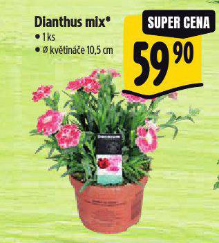 DIANTHUS MIX