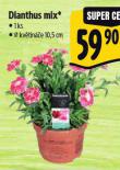 DIANTHUS MIX