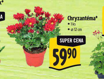 CHRYZANTMA