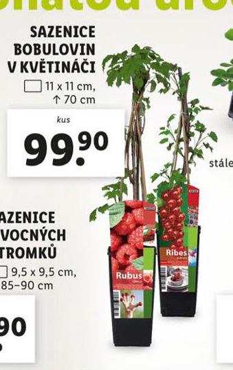 SAZENICE BOBULOVIN V KVTINI
