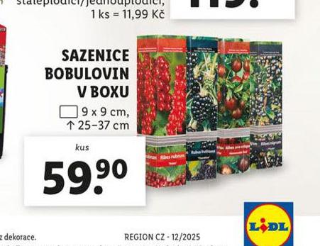 SAZENICDE BOBULOVIN V BOXU