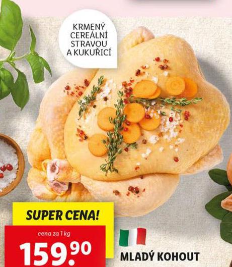 MLAD KOHOUT