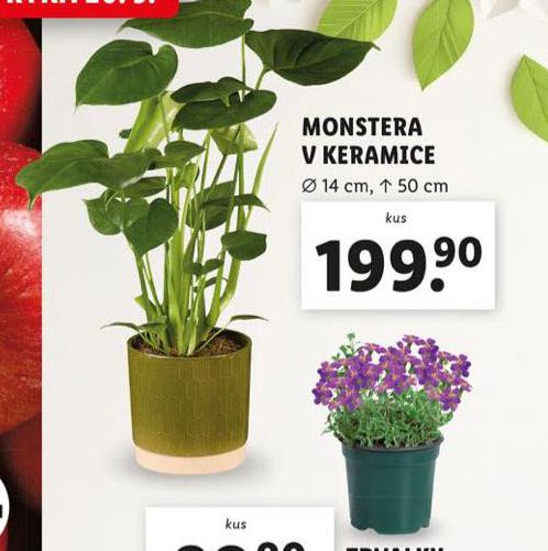 MONSTERA V KERAMICE