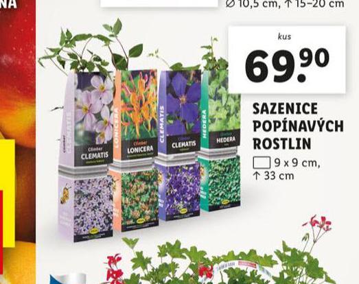 SAZENICE POPNAVCH ROSTLIN
