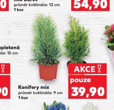 KONIFERY MIX