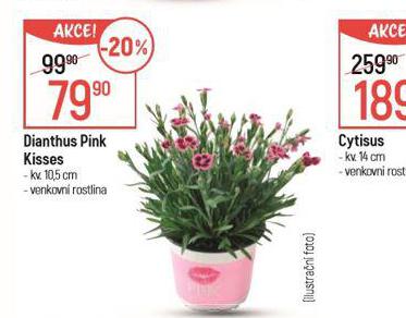 DIANTHUS PINK KISSES