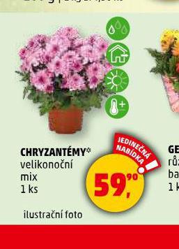 CHRYZANTMY