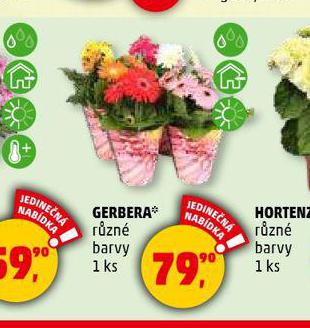 GERBERA