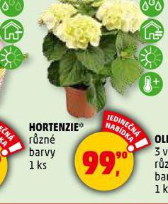 HORTENZIE