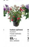FUCHSIE VZPMEN