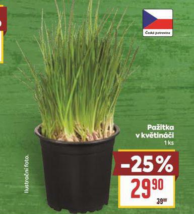 PAITKA V KVTINI