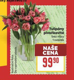 TULIPNY PIVOKOV