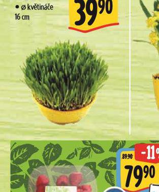 OSEN MISKA