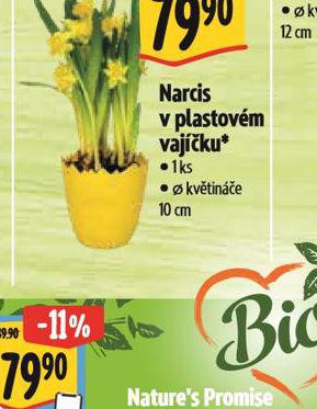 NARCIS V PLASTOVM VAJKU
