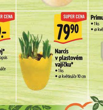 NARCIS V PLASTOVM VAJKU