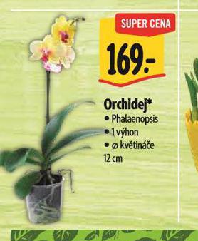 ORCHIDEJ
