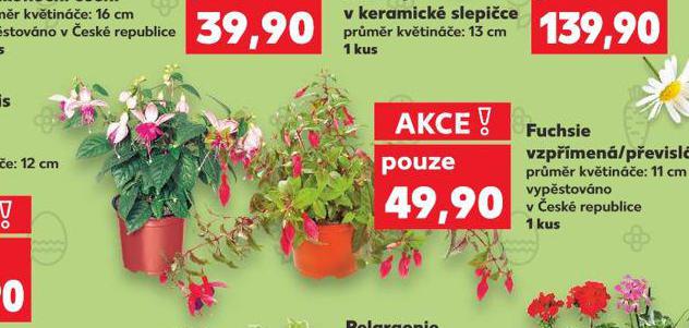 FUCHSIE