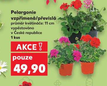 PELARGONIE