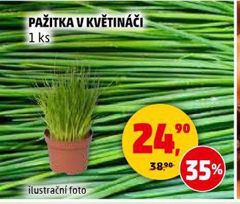 PAITKA V KVTINI