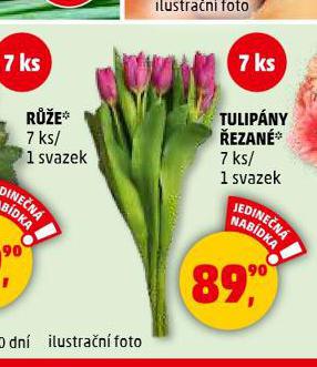 TULIPNY