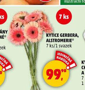 KYTICE GERBERA