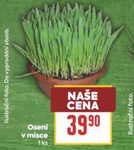 OSEN V MISCE
