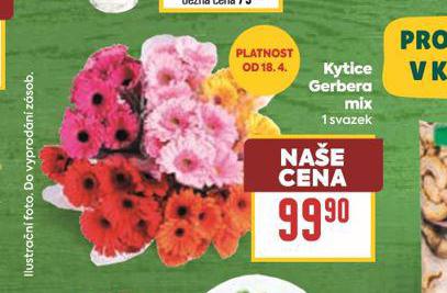KYTICE GERBERA